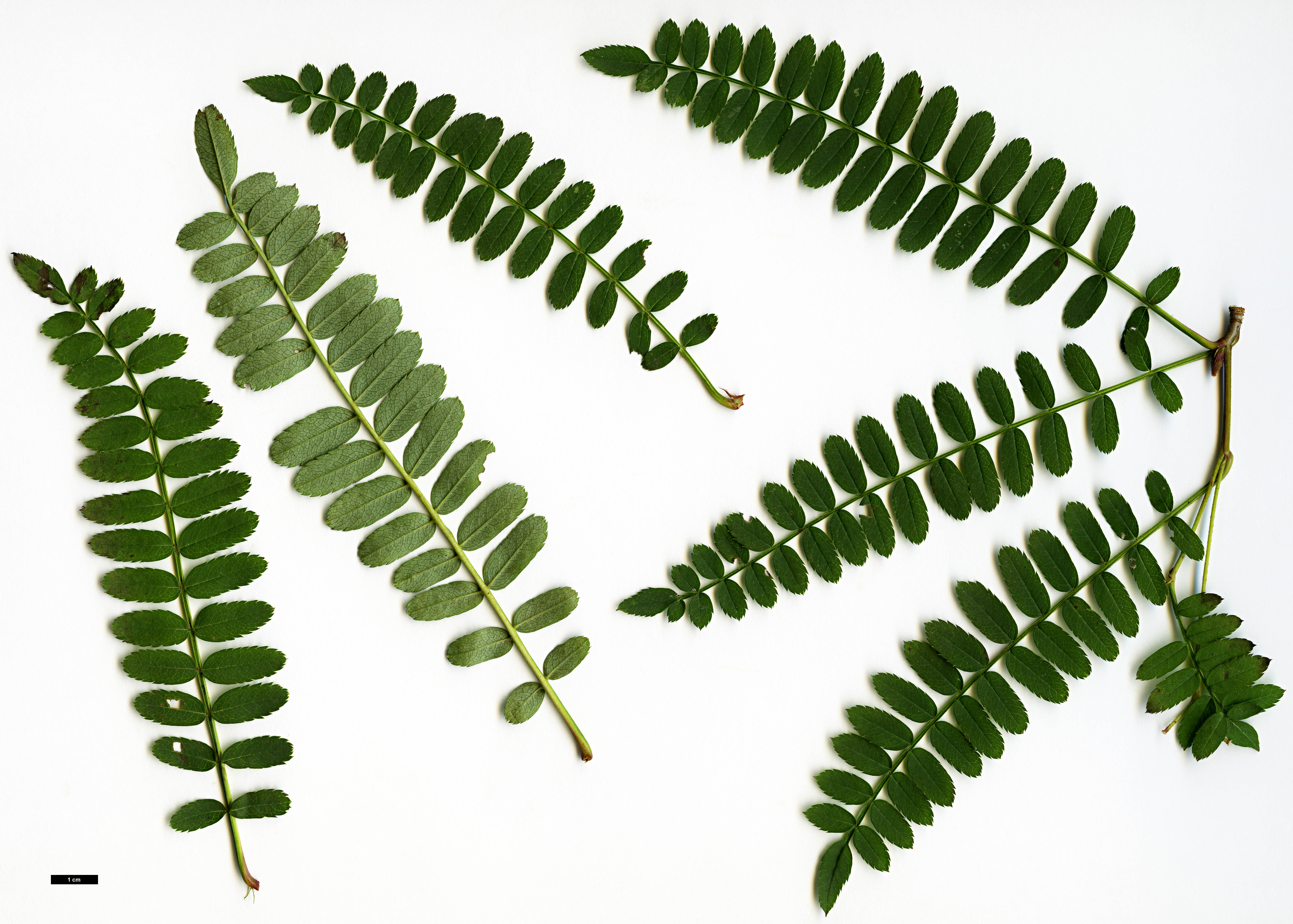 High resolution image: Family: Rosaceae - Genus: Sorbus - Taxon: aff. vilmorinii